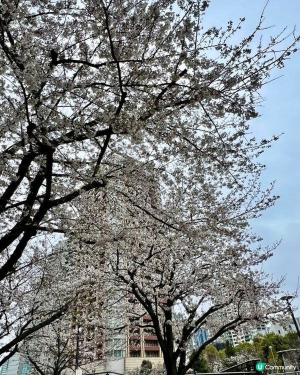 欣賞櫻花🌺