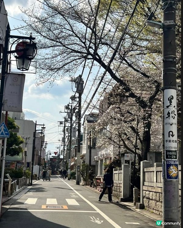 欣賞櫻花🌺