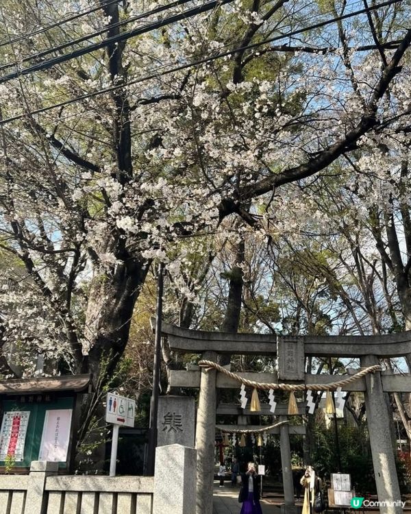欣賞櫻花🌺