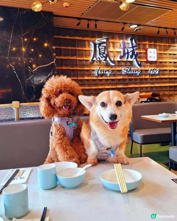 鳳城1954 寵物友善！點心超可愛😍！