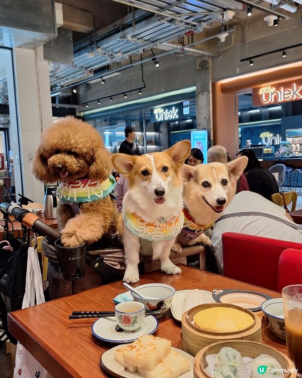 點心控🐶🐱必去！荃灣點天下😋！