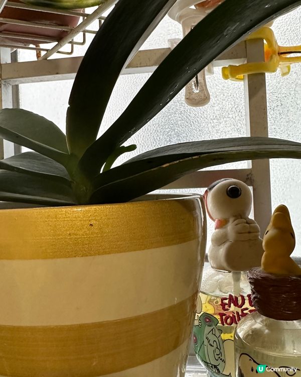 我家蘭花開又開🌸