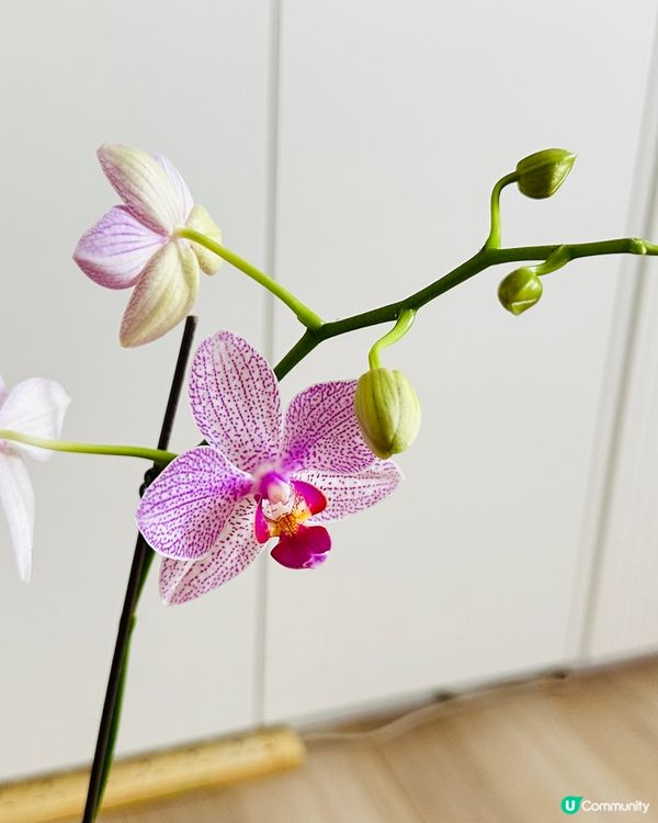 我家蘭花開又開🌸