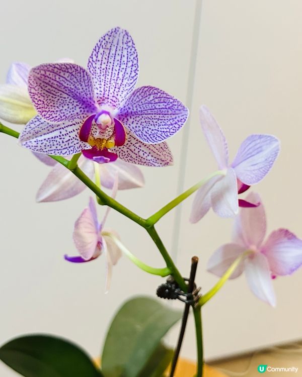 我家蘭花開又開🌸