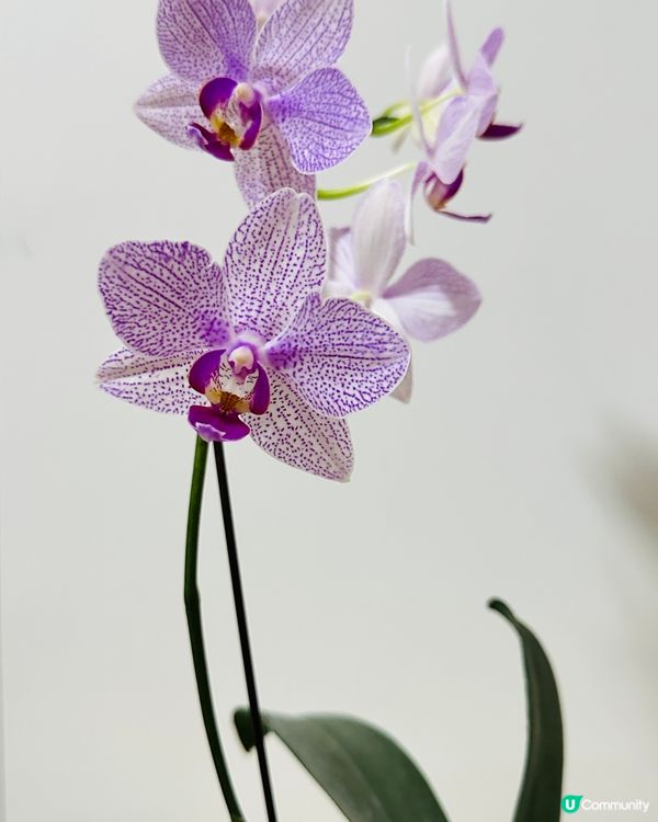 我家蘭花開又開🌸