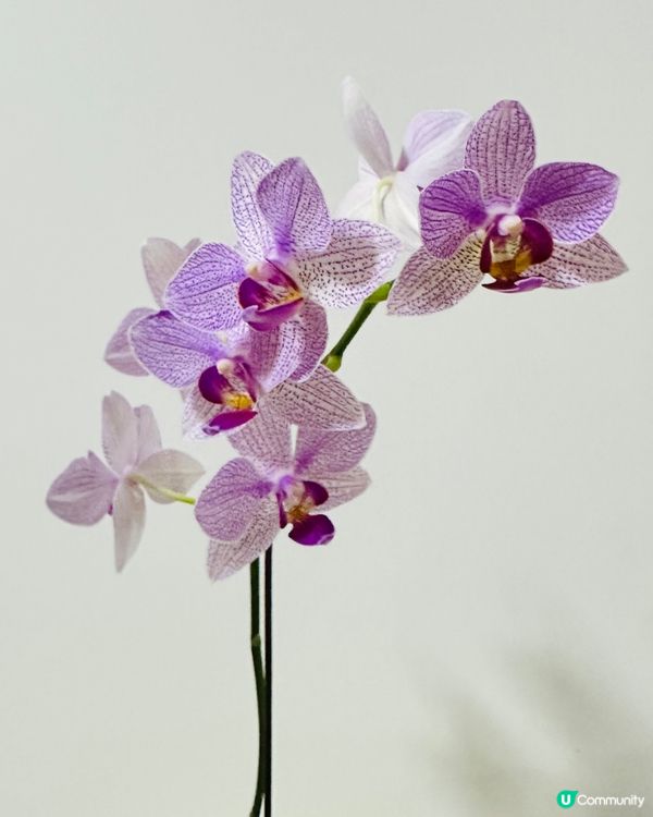 我家蘭花開又開🌸