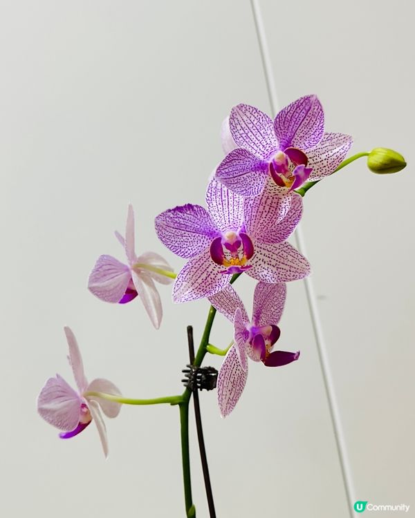 我家蘭花開又開🌸