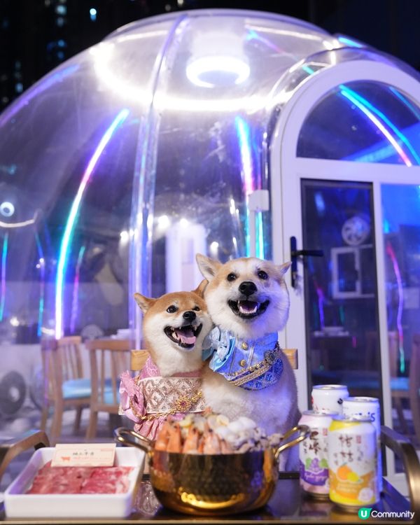 寵物友善任食火鍋+靚爆波波屋😍
