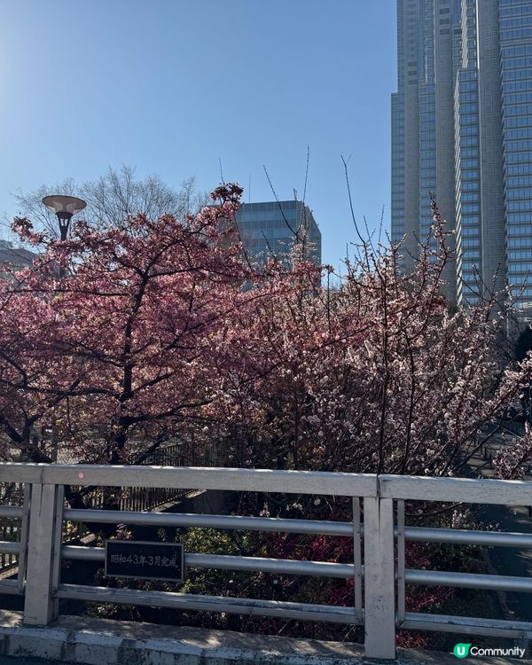 東京玩樂
