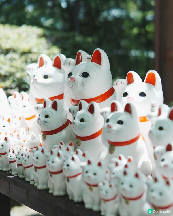 日本東京必去豪德寺！超可愛招福貓😆