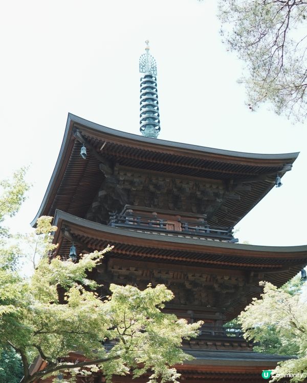 日本東京必去豪德寺！超可愛招福貓😆