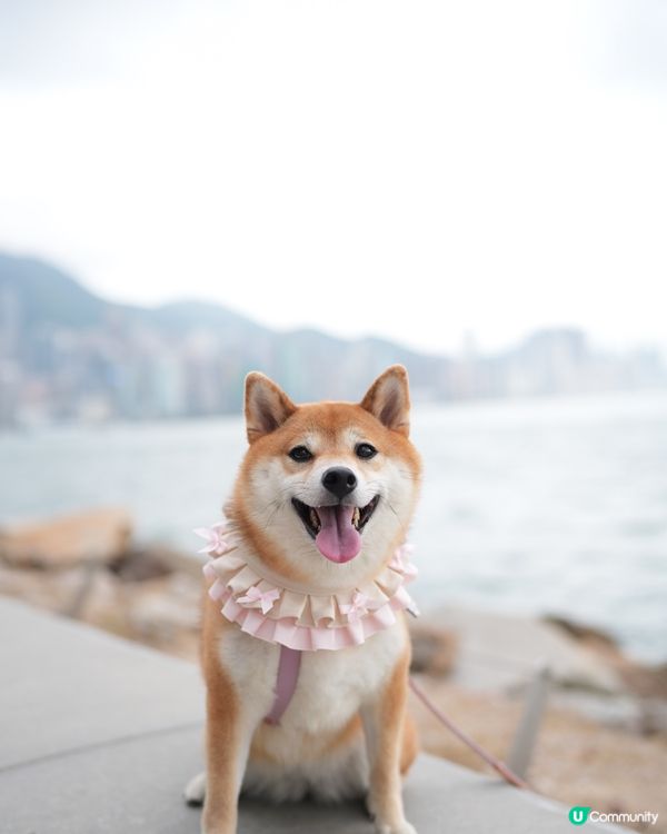 今日行迷人pink lady風ʕ •ᴥ•ʔ