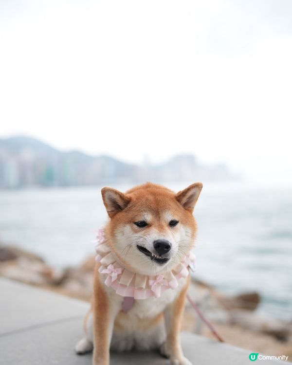 今日行迷人pink lady風ʕ •ᴥ•ʔ