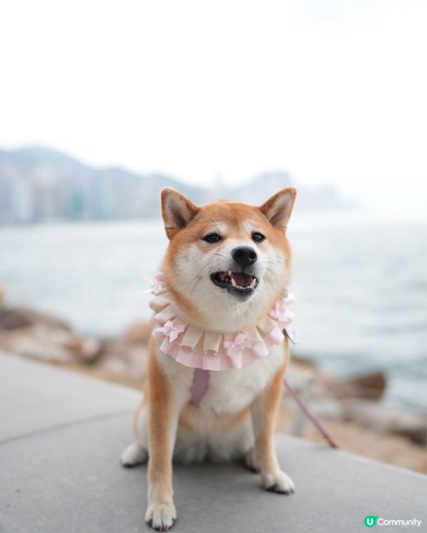 今日行迷人pink lady風ʕ •ᴥ•ʔ