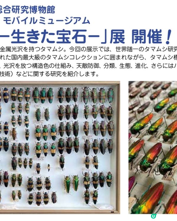 欣賞寶石💎般既蟲蟲x24000隻😆