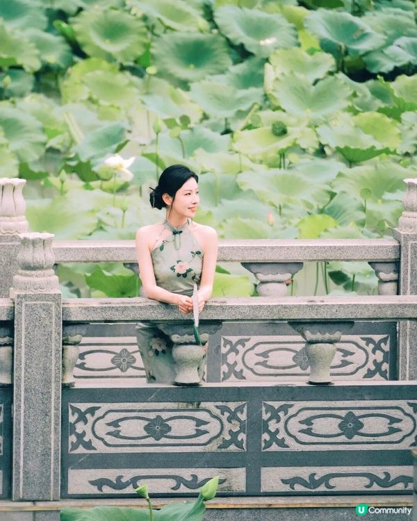 深圳荷花展開鑼！免費入場！附5大影相位+打卡攻略📸