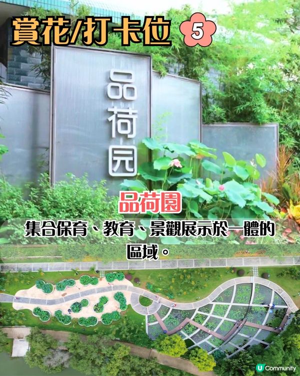 深圳荷花展開鑼！免費入場！附5大影相位+打卡攻略📸