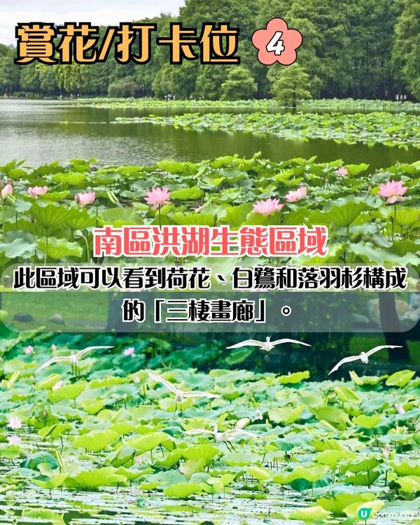 深圳荷花展開鑼！免費入場！附5大影相位+打卡攻略📸