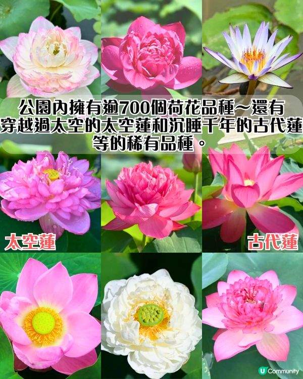深圳荷花展開鑼！免費入場！附5大影相位+打卡攻略📸
