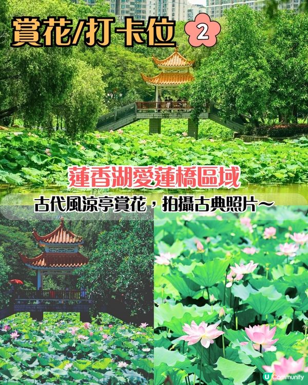 深圳荷花展開鑼！免費入場！附5大影相位+打卡攻略📸
