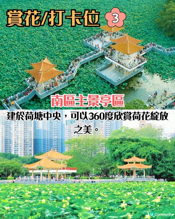 深圳荷花展開鑼！免費入場！附5大影相位+打卡攻略📸