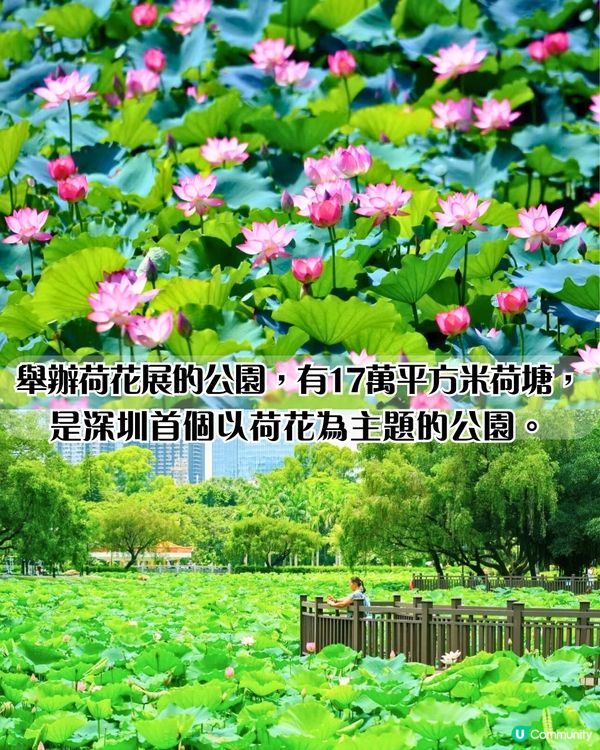 深圳荷花展開鑼！免費入場！附5大影相位+打卡攻略📸