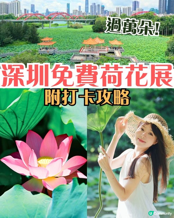 深圳荷花展開鑼！免費入場！附5大影相位+打卡攻略📸