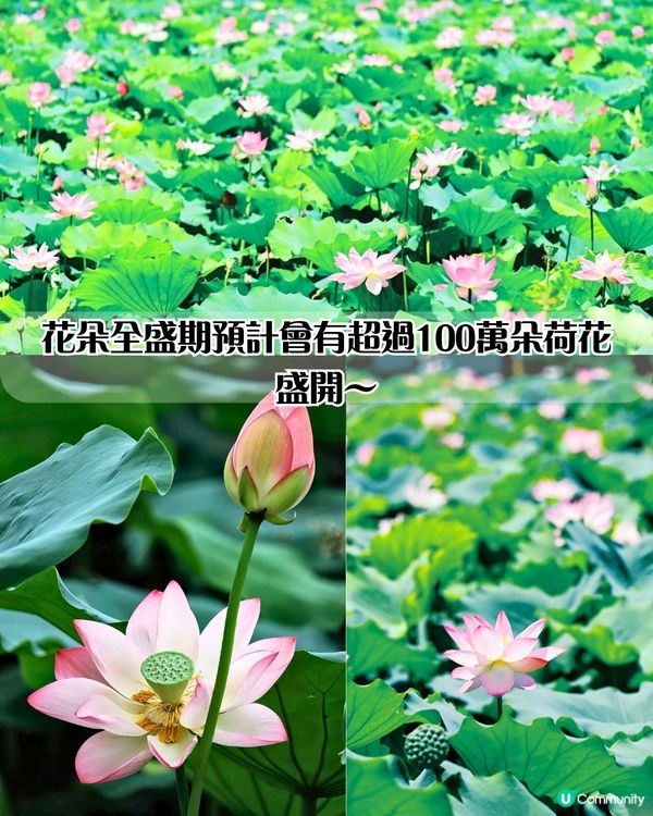 深圳荷花展開鑼！免費入場！附5大影相位+打卡攻略📸