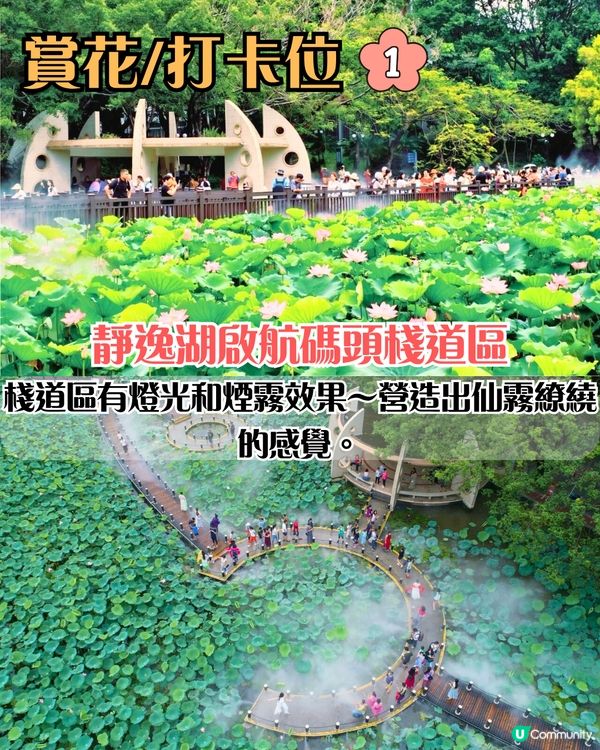 深圳荷花展開鑼！免費入場！附5大影相位+打卡攻略📸