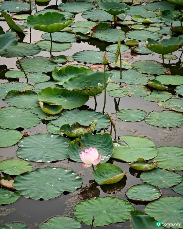 澳門一日遊攻略📷🇲🇴與labubu見面