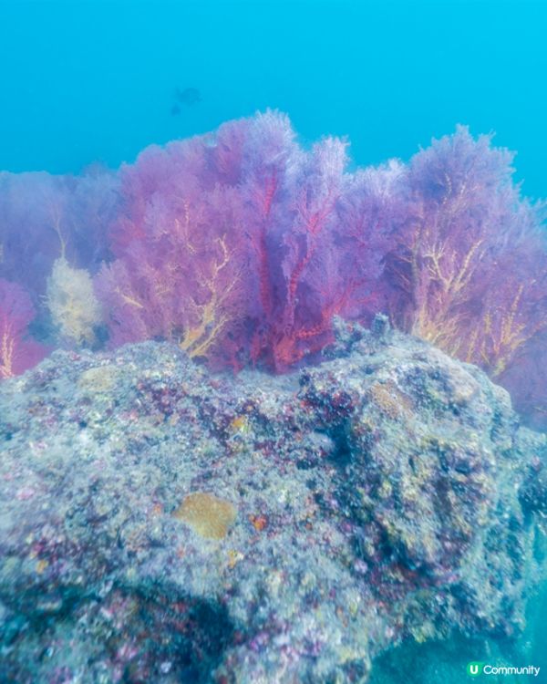 安達曼海上的隱世明珠 – Trang (下)