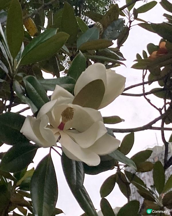 重新走走馬鞍山公園