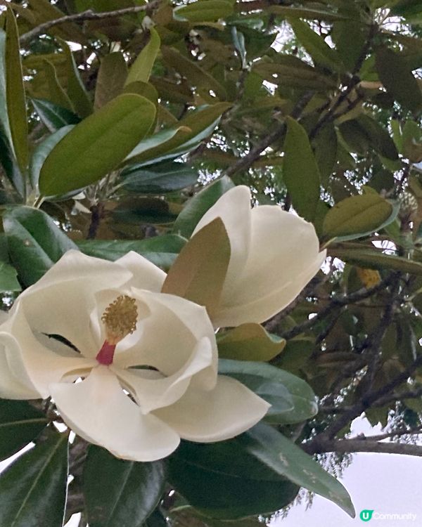 重新走走馬鞍山公園