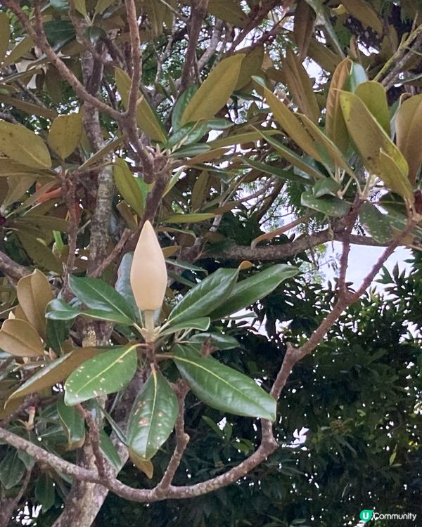 重新走走馬鞍山公園