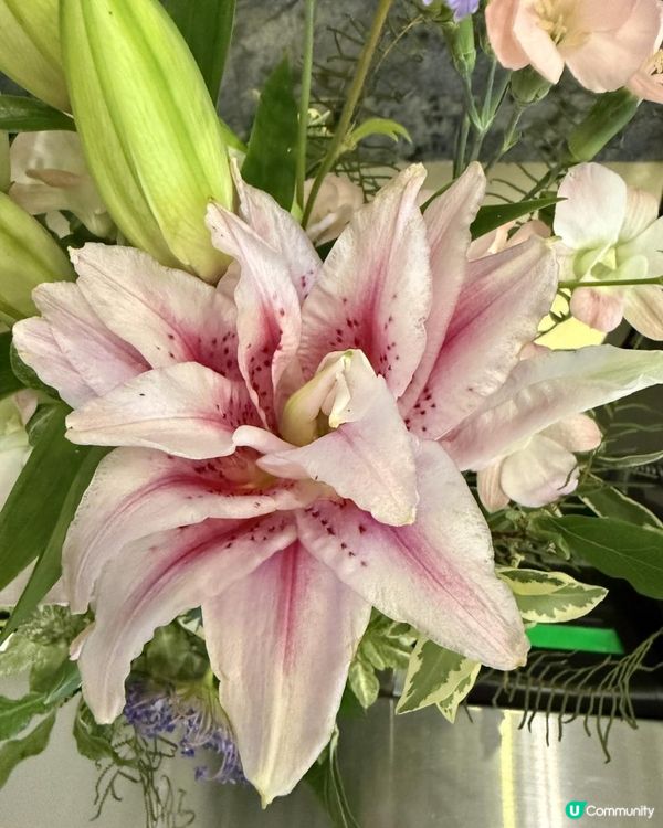 💐本週靚花-Rose Lily荷蘭重瓣雙托百合💐