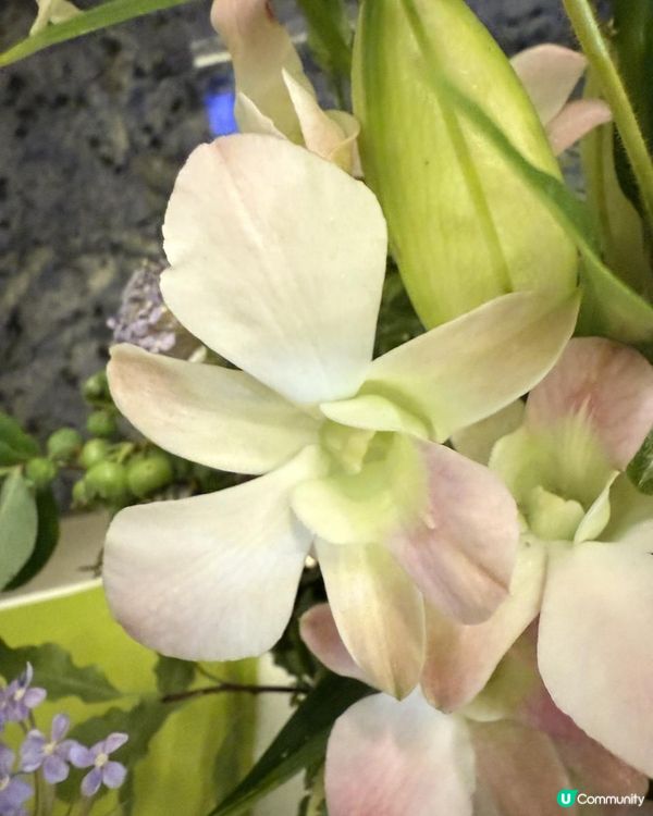 💐本週靚花-Rose Lily荷蘭重瓣雙托百合💐