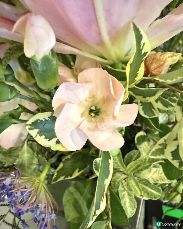 💐本週靚花-Rose Lily荷蘭重瓣雙托百合💐