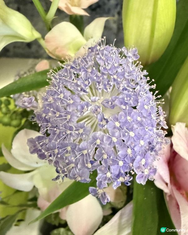 💐本週靚花-Rose Lily荷蘭重瓣雙托百合💐