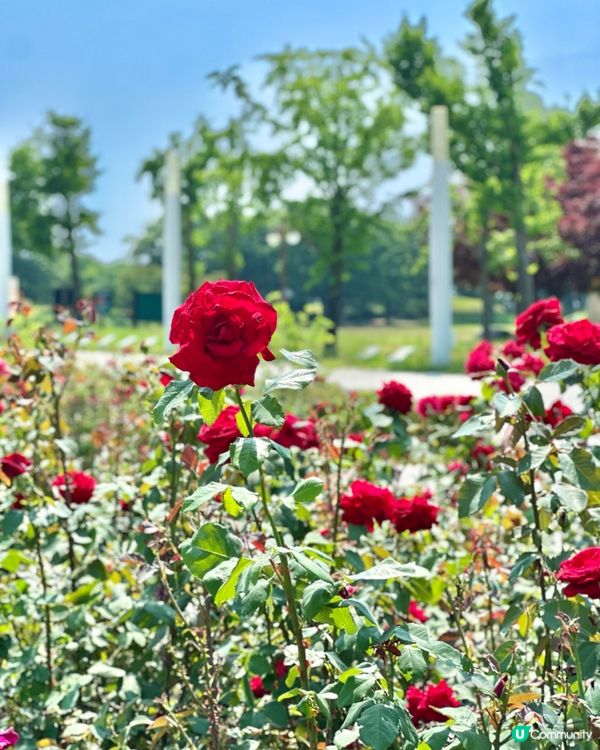 🇰🇷首爾自然系玫瑰園散步好去處 🌹世界杯公園