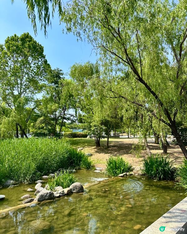 🇰🇷首爾自然系玫瑰園散步好去處 🌹世界杯公園
