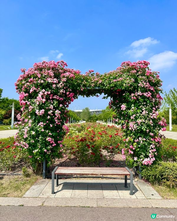 🇰🇷首爾自然系玫瑰園散步好去處 🌹世界杯公園