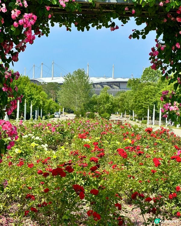 🇰🇷首爾自然系玫瑰園散步好去處 🌹世界杯公園