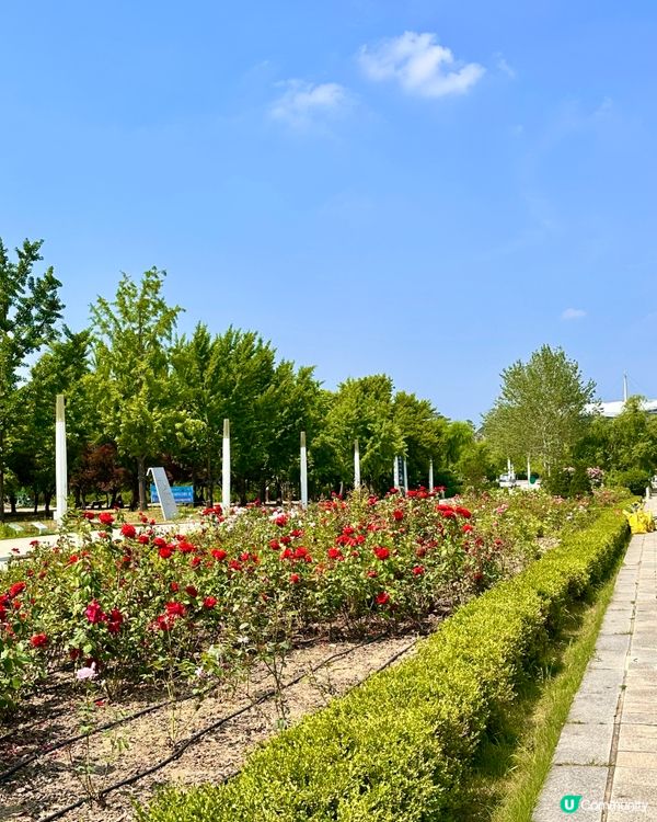🇰🇷首爾自然系玫瑰園散步好去處 🌹世界杯公園
