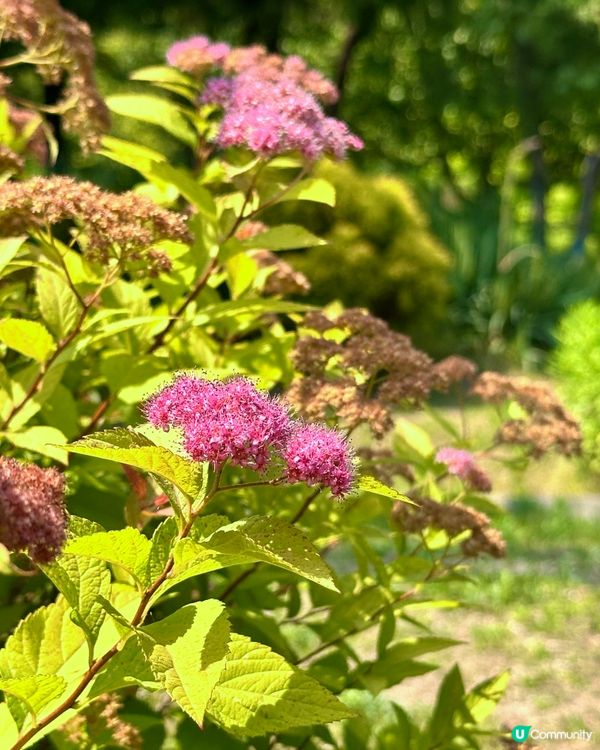 🇰🇷首爾自然系玫瑰園散步好去處 🌹世界杯公園