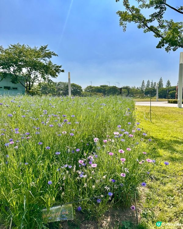 🇰🇷首爾自然系玫瑰園散步好去處 🌹世界杯公園