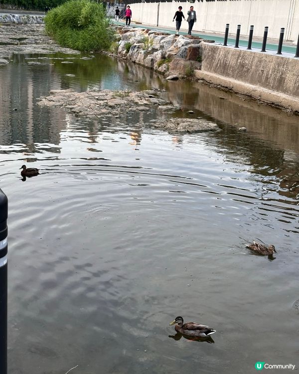 🇰🇷韓國首爾夏日散步好去處 💦 🌇黃昏閃耀溪畔