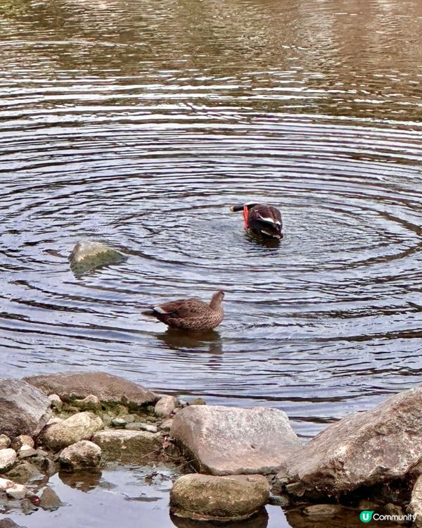 🇰🇷韓國首爾夏日散步好去處 💦 🌇黃昏閃耀溪畔