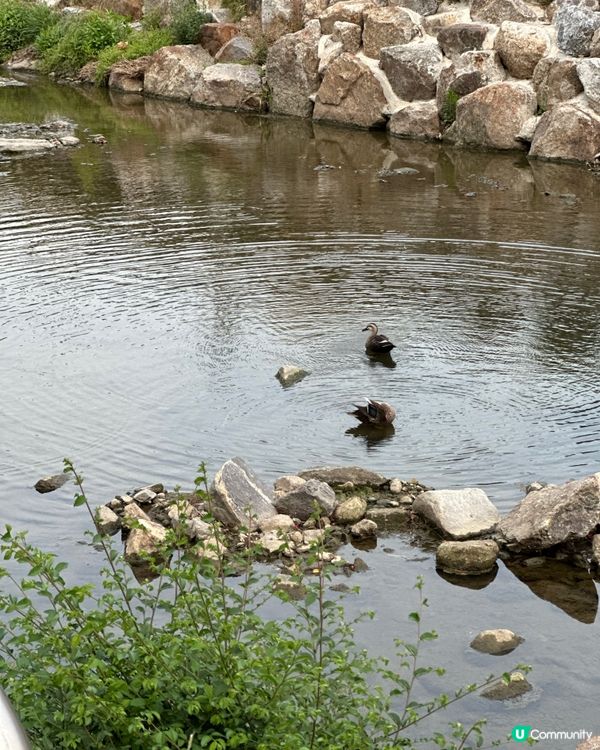 🇰🇷韓國首爾夏日散步好去處 💦 🌇黃昏閃耀溪畔