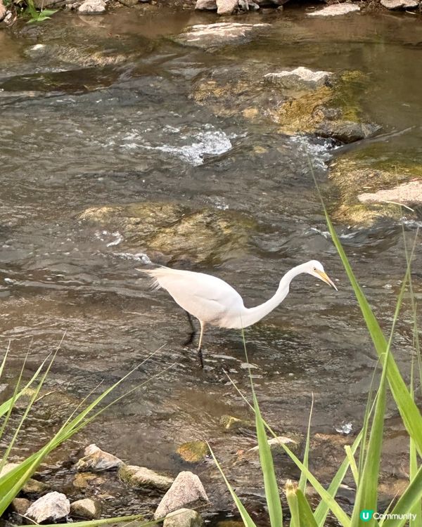 🇰🇷韓國首爾夏日散步好去處 💦 🌇黃昏閃耀溪畔