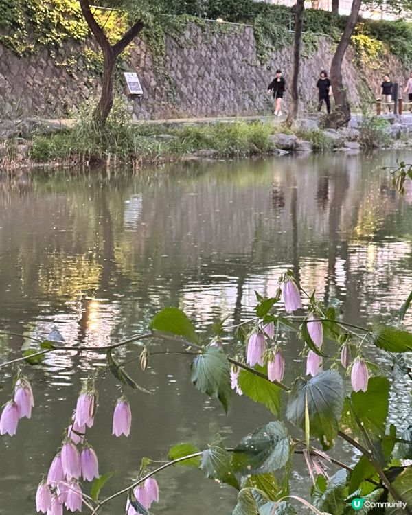 🇰🇷韓國首爾夏日散步好去處 💦 🌇黃昏閃耀溪畔